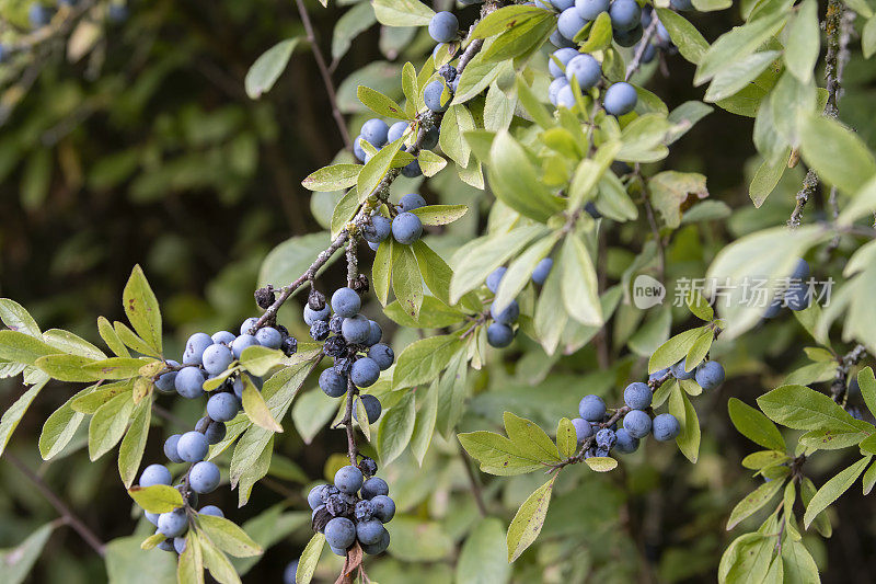 黑刺李(Prunus spinosa)